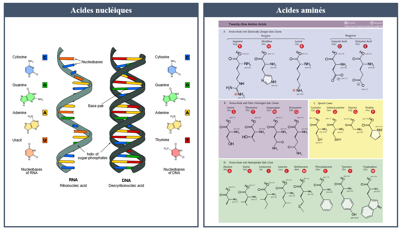 Figure 1 – Juxtaposition des acides nucléiques (composants de l’ADN et de l’ARN) et des acides aminés (composants des protéines). Les 20 acides aminés présentés sont les plus courants. Les deux figures ont été extraites de Wikipédia.