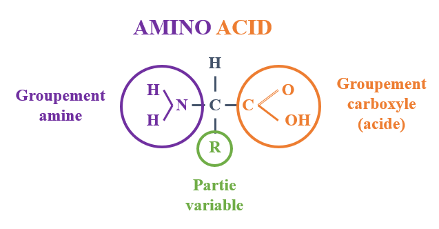 Figure 2 – Organisation générale d'un acide aminé.