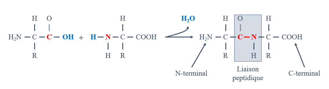 Figure 3 – Formation d'une liaison peptidique entre deux acides aminés. Cette illustration est Inspirée de la figure 13.7 du manuel Chimie pour l'inhalothérapie de Sophie Maheu.