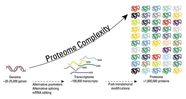 Figure 4 – De nombreuses modifications se produisent entre le génome et le protéome. L’accumulation de toutes ces modifications augmente considérablement la complexité du protéome. Cette illustration est extraite du site de <a href='https://www.thermofisher.com/fr/fr/home/life-science/protein-biology/protein-biology-learning-center/protein-biology-resource-library/pierce-protein-methods/overview-post-translational-modification.html' target='_blank'>Thermo Fishier scientific.</a>