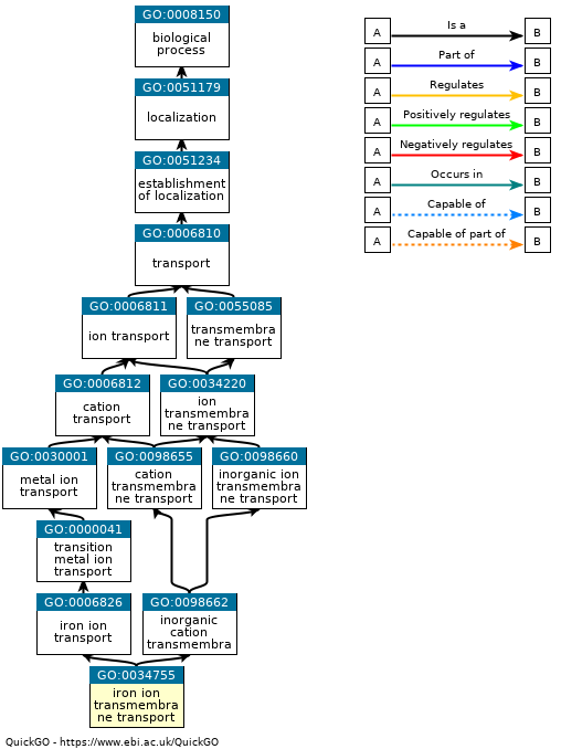 Figure 2 – Exemple Ancestor chart disponible sur <a href='https://www.ebi.ac.uk/QuickGO/GTerm?id=GO:0034755' target='_blank'>QuickGO</a>. Ici, il s’agit de celui du term GO:0034755
