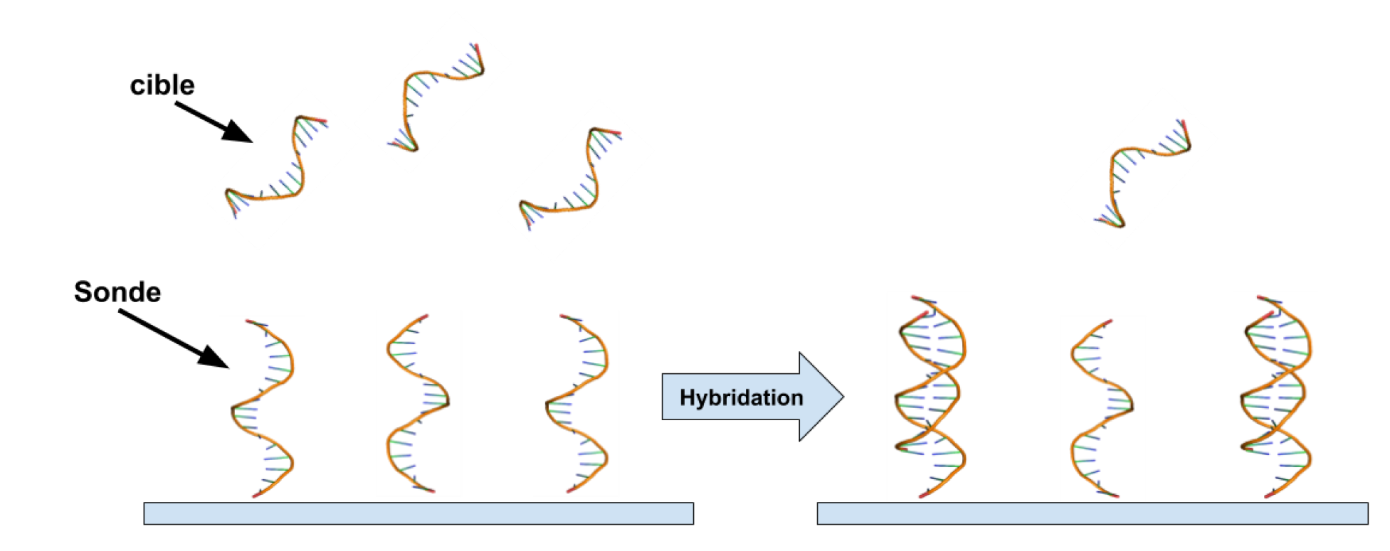 Figure 1 - Illustration du principe d’hybridation à la base du fonctionnement de la technologie des puces à ADN.