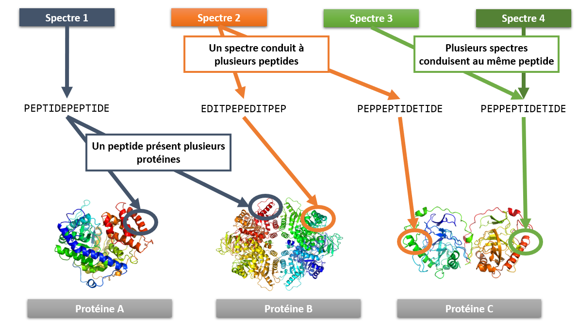 Figure 12 – Principales difficultés rencontrées lors de l'identification d’une protéine à partir des peptides.