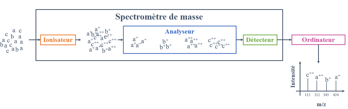Figure 2 - Le principaux composants d’un spectromètre de masse. Dans la source d'ionisation, les éléments de l'échantillon sont volatilisés en phase gazeuse puis ionisés (ionisateur). Dans l'analyseur de masse, les composants sont séparés en fonction de leurs valeurs m/z avant de heurter le détecteur. Le signal obtenu est traité informatiquement pour obtenir un spectre de masse. Cette figure est une adaptation de la figure 4.3 du livre de (Eidhammer et al. 2013). Le code couleur pour les éléments sera conservé par la suite.
