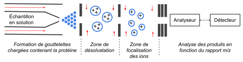Figure 6 -Représentation schématique de la source d’ionisation electrospray (ESI).